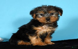 Yorkshire Terrier dogs for sale: Jordan - Image 5