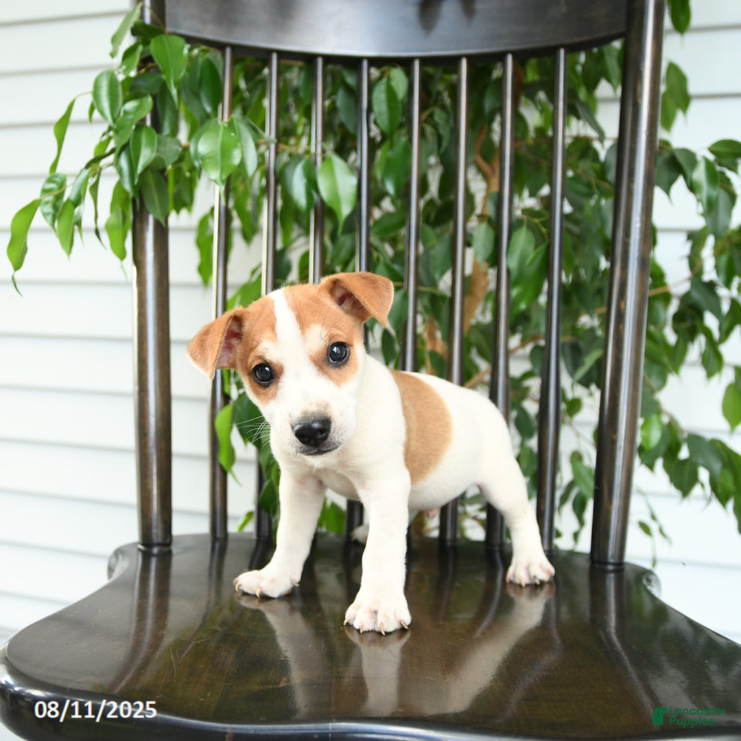 Jack Russell Terrier dogs for sale: Zack - Image 2