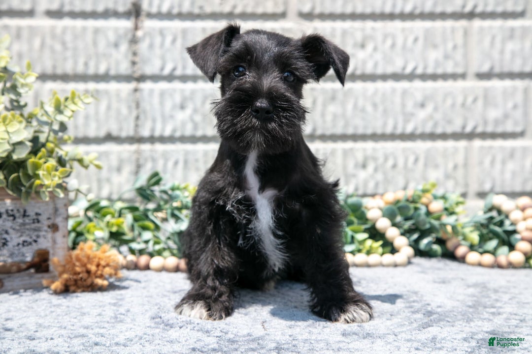 Miniature Schnauzer dogs for sale: Mandi - Image 1