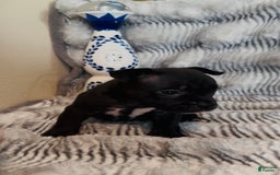 American Bully dogs for sale: Rouge Jr - Image 3