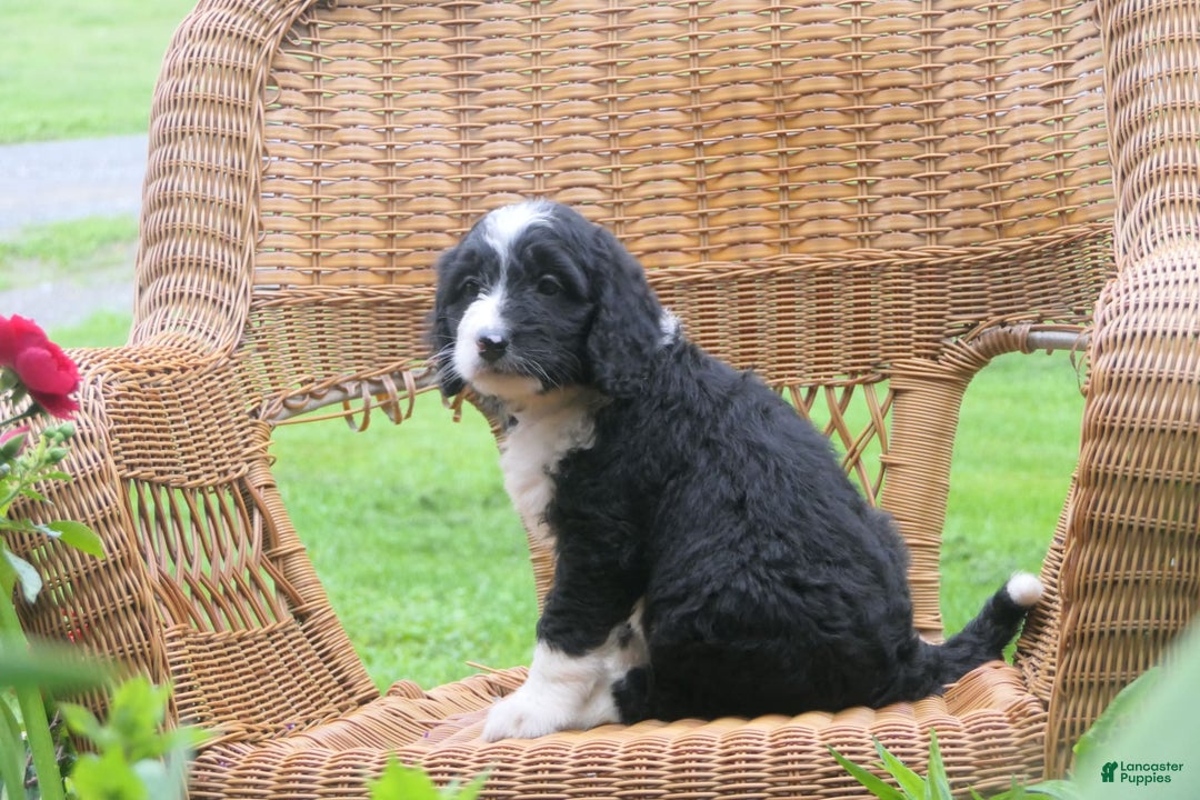 Mini Bernedoodle dogs for sale: Sally - Image 9