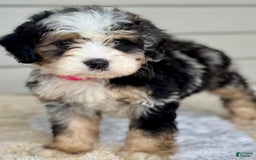 Mini Bernedoodle dogs for sale: Callie - Image 6