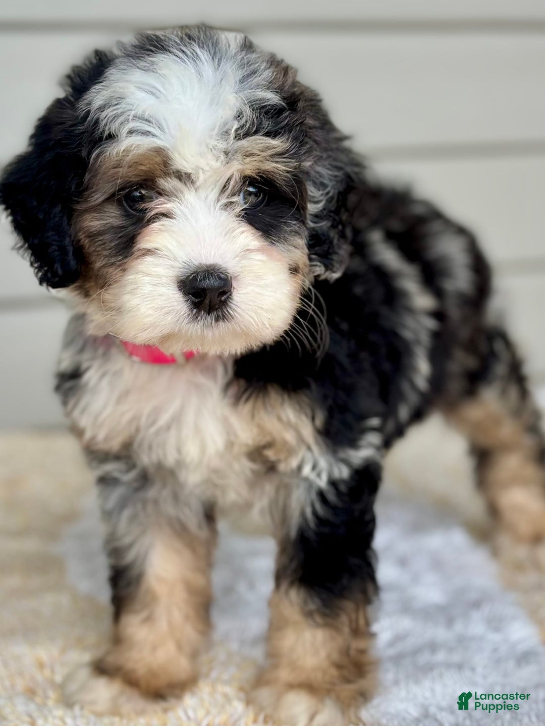 Mini Bernedoodle dogs for sale: Callie - Image 6