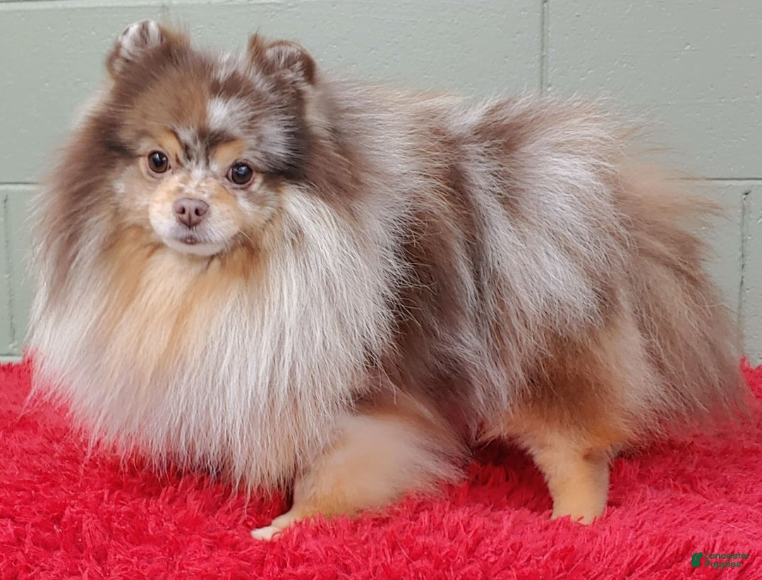 Pomeranian dogs for sale: Santiago - Image 3