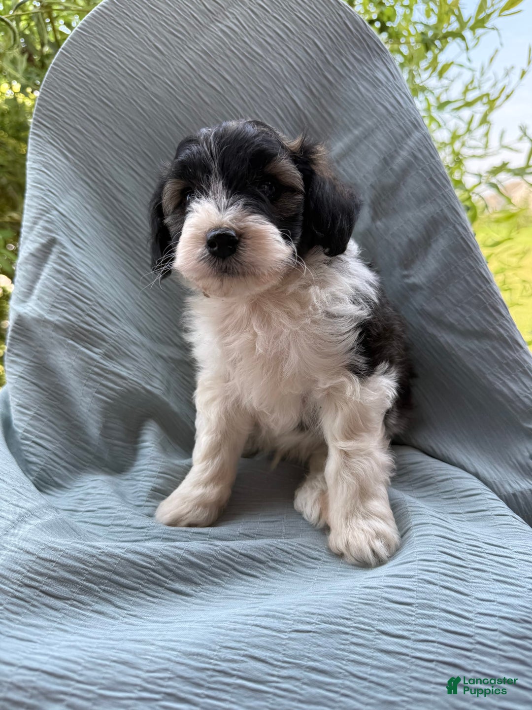 Teddy Bear dogs for sale: Evan - Image 17