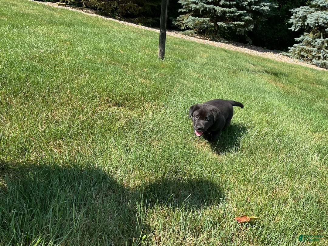 Labrador Retriever dogs for sale: Bella - Image 1