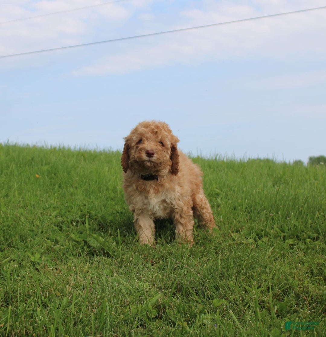 Cavapoo dogs for sale: Kayla - Image 1