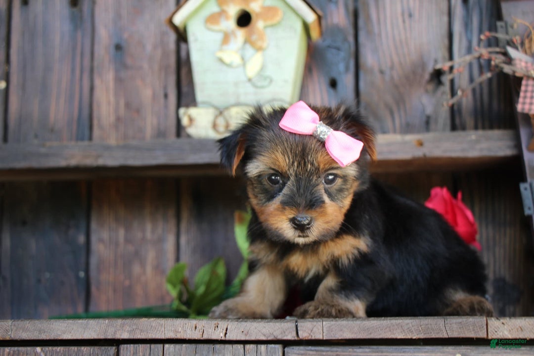 Yorkshire Terrier dogs for sale: Yorkshire Terrier 4 puppies - Image 6