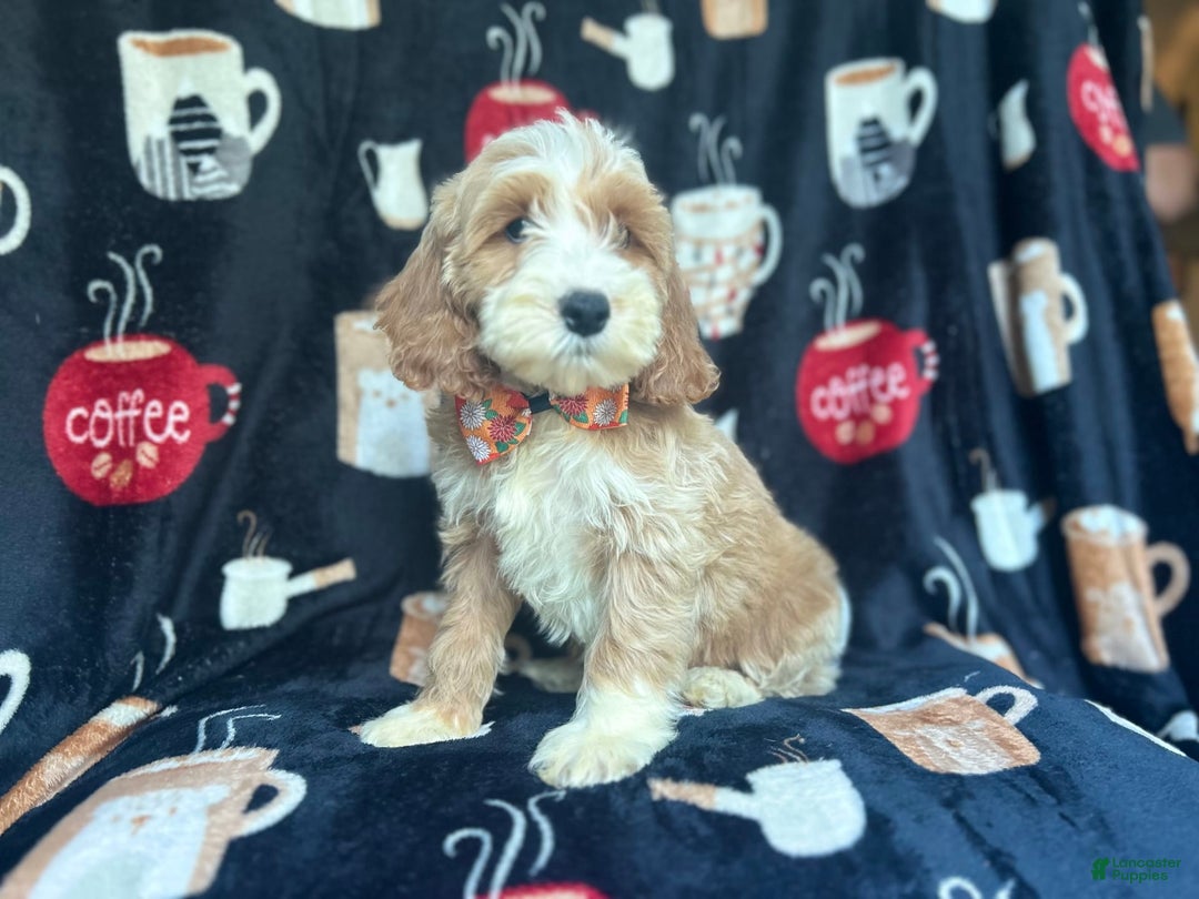Cockapoo dogs for sale: Kilo - Image 6