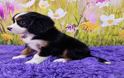 Miniature Bernese Mountain Dog dogs for sale: Arya - Image 4