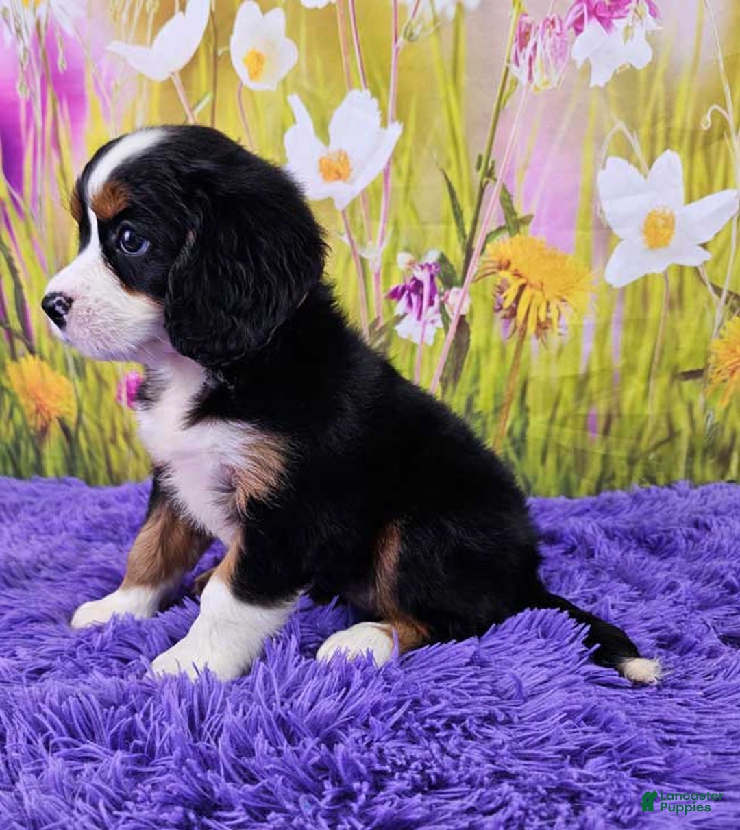 Miniature Bernese Mountain Dog dogs for sale: Arya - Image 4