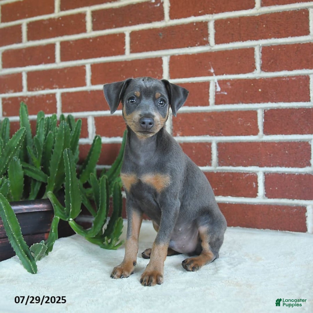 Miniature Pinscher dogs for sale: Jersey - Image 4