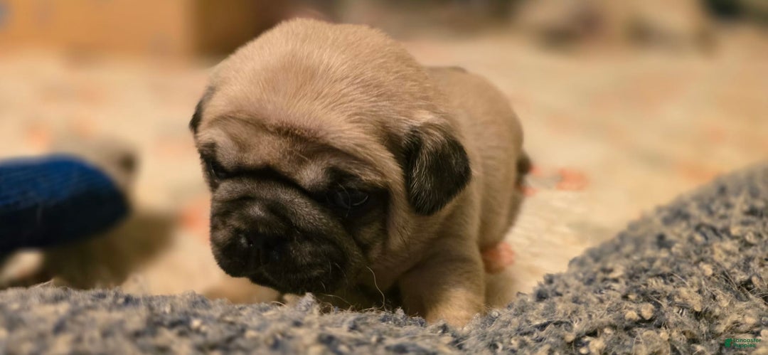 Pug dogs for sale: Don - Image 11