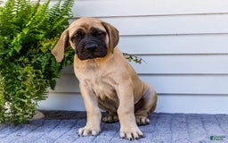 English Mastiff dogs for sale: Hadley - Image 5