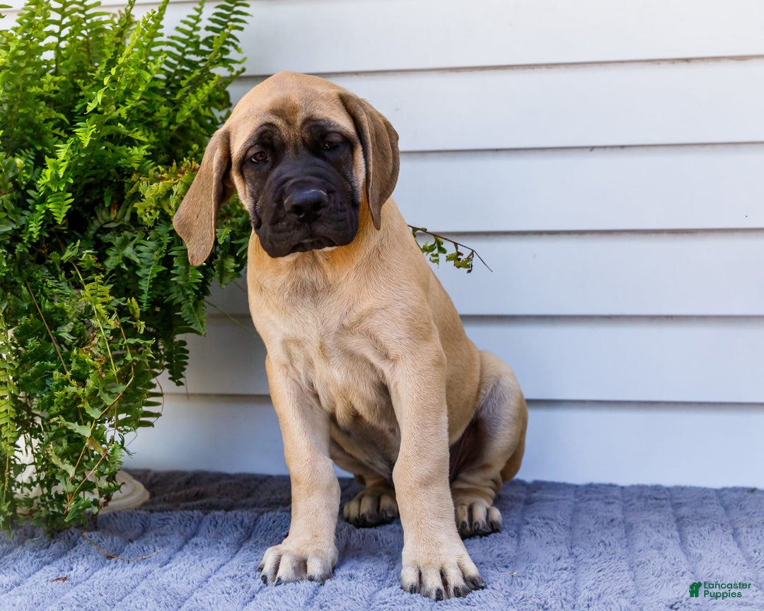 English Mastiff dogs for sale: Hadley - Image 5