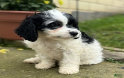 Cavapoo dogs for sale: Cookie - Image 4