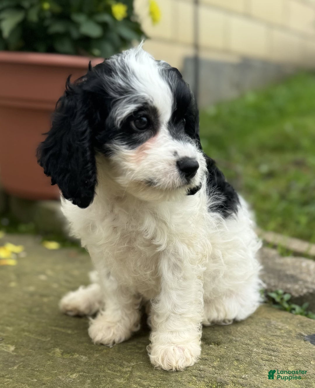Cavapoo dogs for sale: Cookie - Image 4