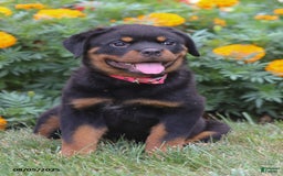 Rottweiler dogs for sale: Lacey - Image 2