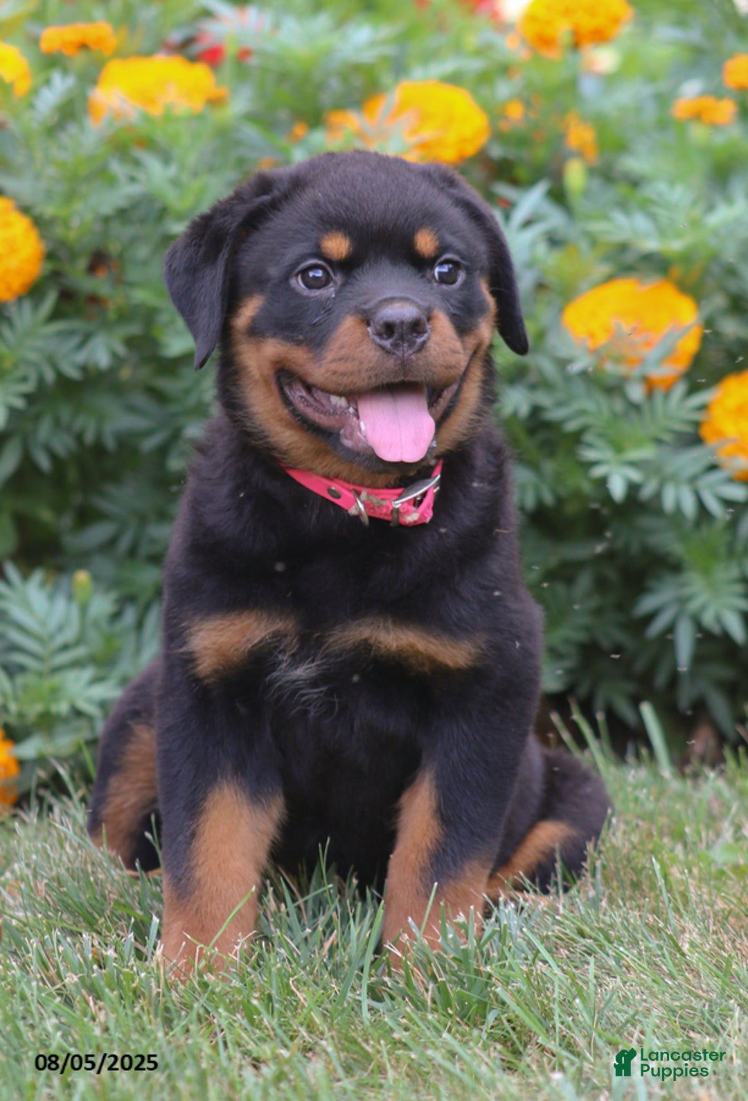 Rottweiler dogs for sale: Lacey - Image 2