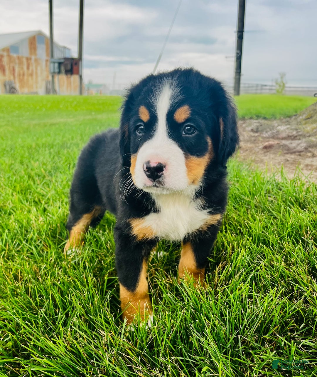 Bernese Mountain Dog dogs for sale: Bernese Mountain Dog 8 puppies - Image 4