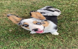 Welsh Corgi Pembroke dogs for sale: Monroe - Image 7