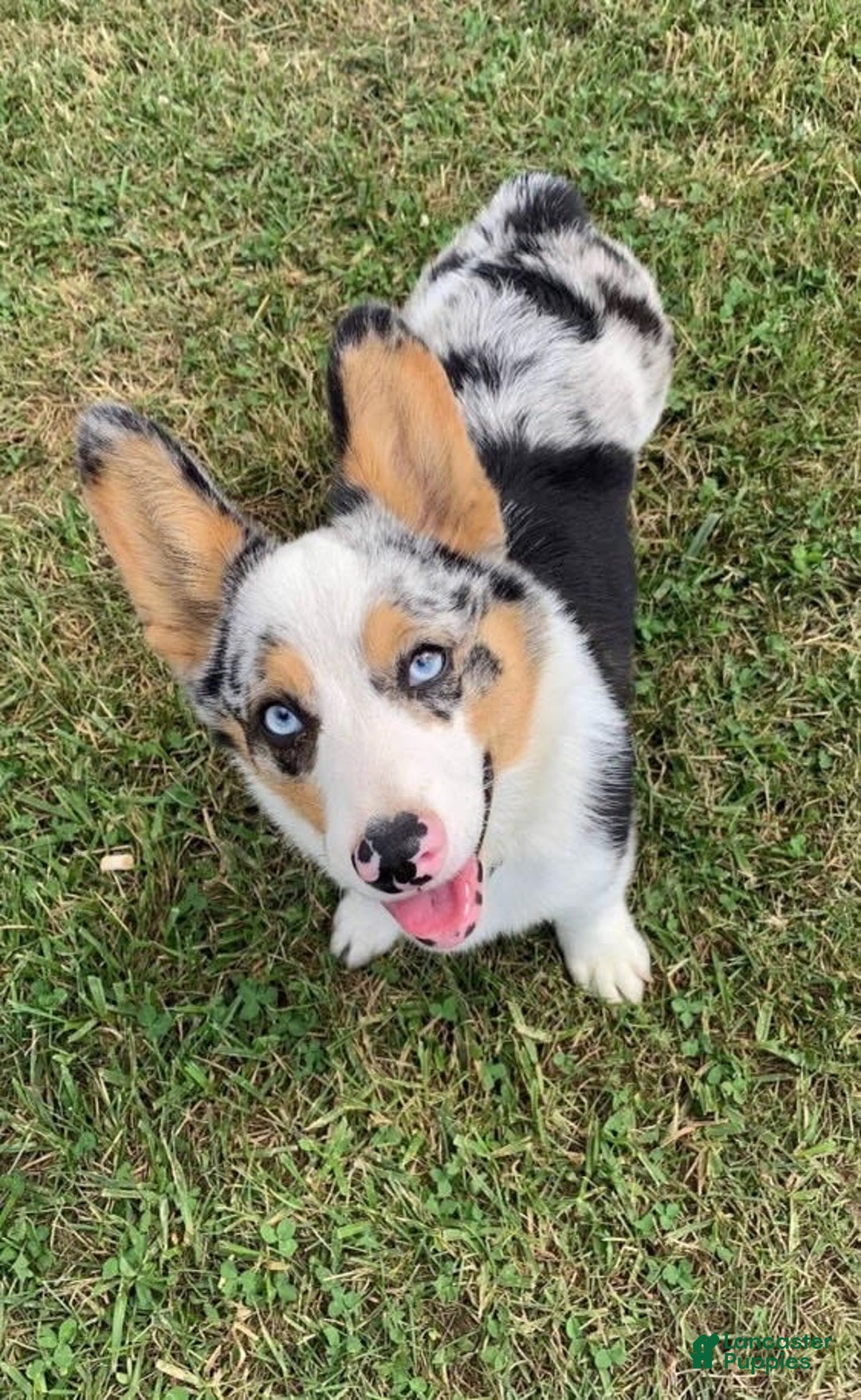 Welsh Corgi Pembroke dogs for sale: Monroe - Image 7