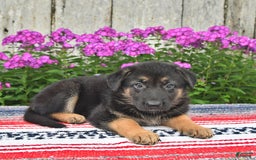 German Shepherd dogs for sale: Kelsey - Image 3