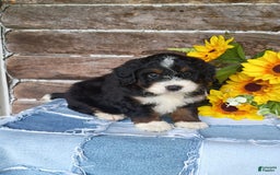 Mini Bernedoodle dogs for sale: Hershey - Image 6