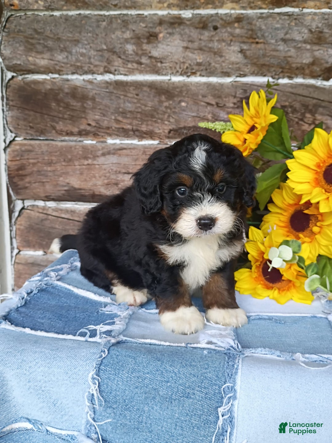 Mini Bernedoodle dogs for sale: Hershey - Image 6
