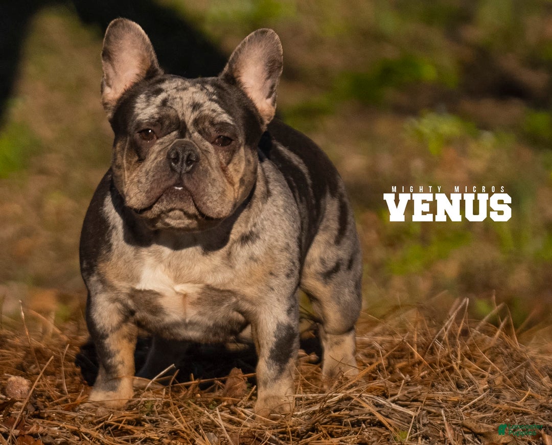 French Bulldog dogs for sale: Venus - Image 4