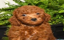Miniature Poodle dogs for sale: Zeke - Image 6