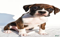 Boxer dogs for sale: Melody - Image 5
