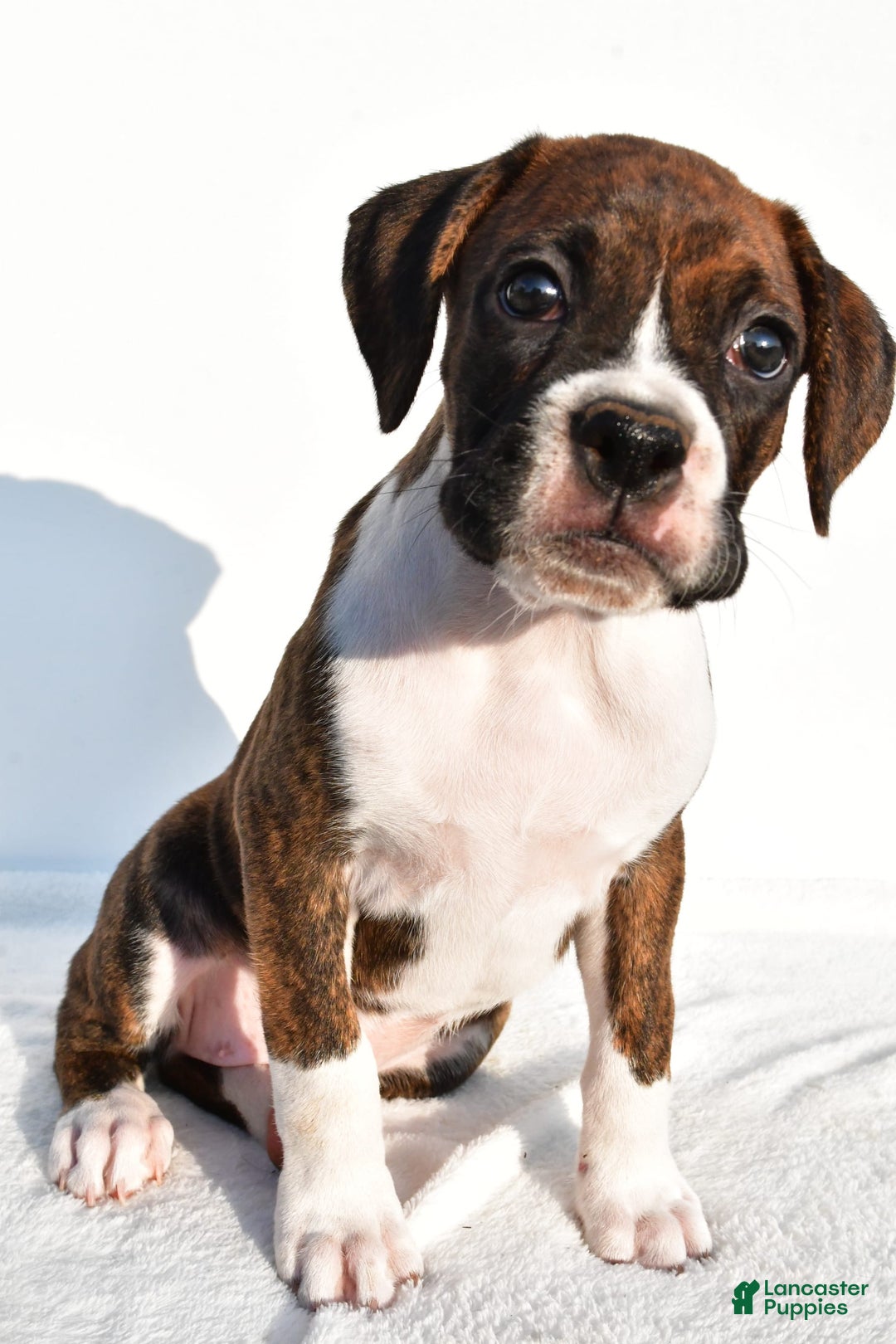 Boxer dogs for sale: Melody - Image 5