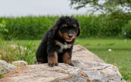 Bernedoodle dogs for sale: Sage - Image 9