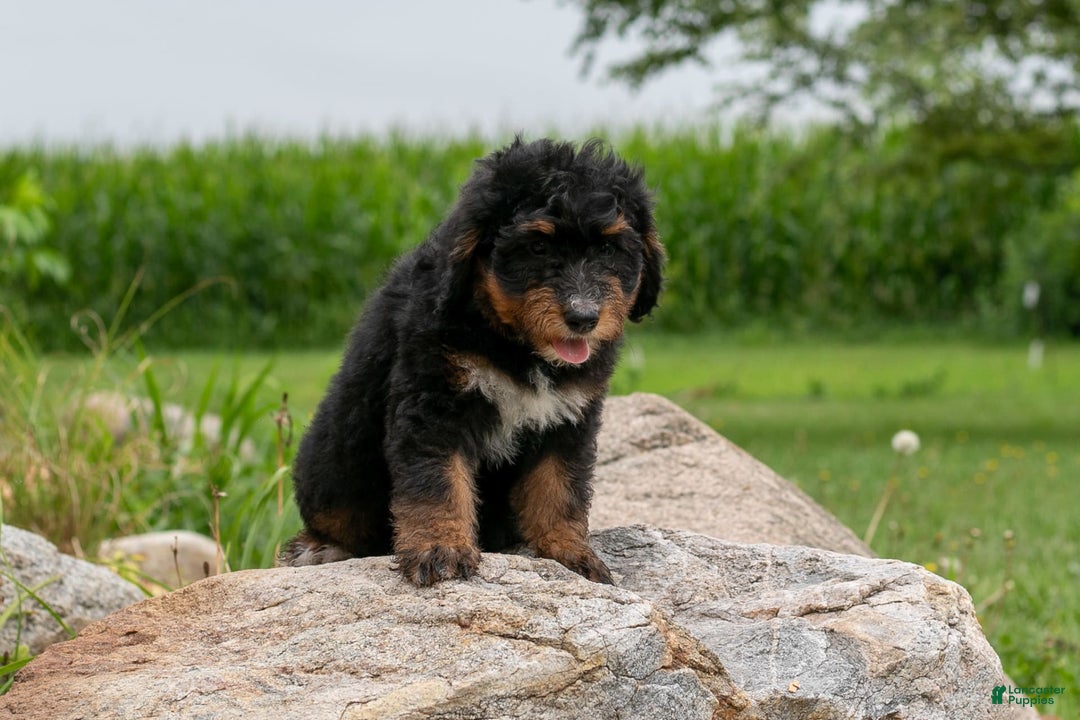 Bernedoodle dogs for sale: Sage - Image 9