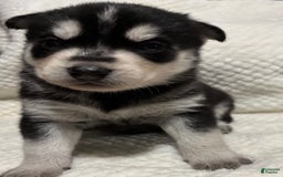 Siberian Husky dogs for sale: J5 - Image 2