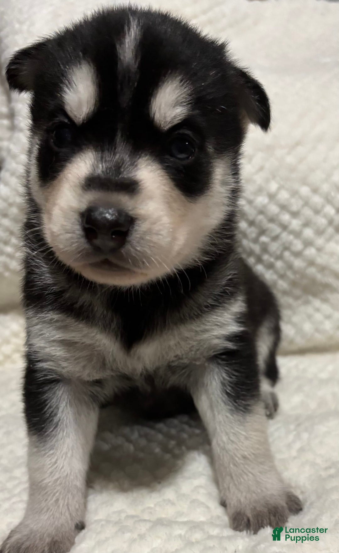 Siberian Husky dogs for sale: J5 - Image 2