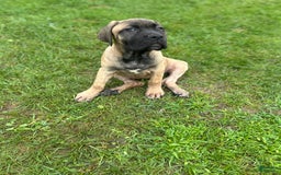 Cane Corso dogs for sale: Mandisa - Image 8