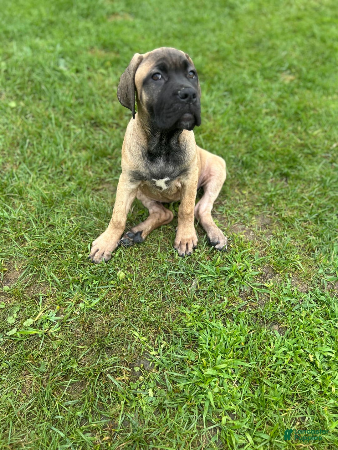Cane Corso dogs for sale: Mandisa - Image 8