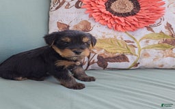 Yorkshire Terrier dogs for sale: Rubble - Image 4