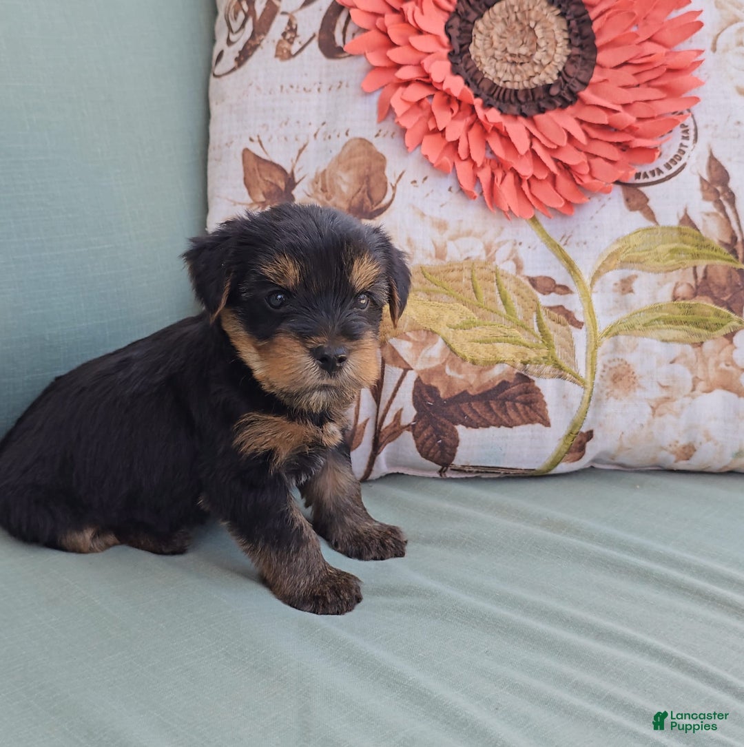 Yorkshire Terrier dogs for sale: Rubble - Image 4