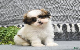 Shihpoo dogs for sale: Moose - Image 14