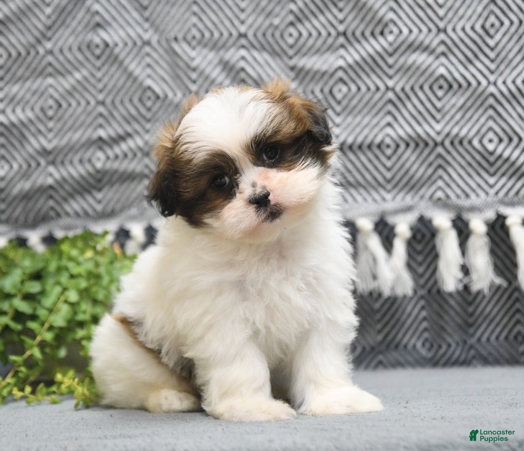 Shihpoo dogs for sale: Moose - Image 14