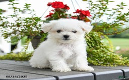 Bichon Frise dogs for sale: Pepper - Image 1