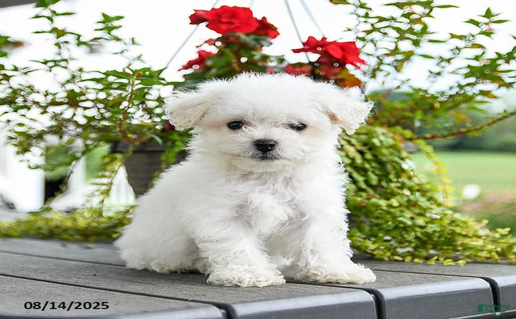 Bichon Frise dogs for sale - Ad 4