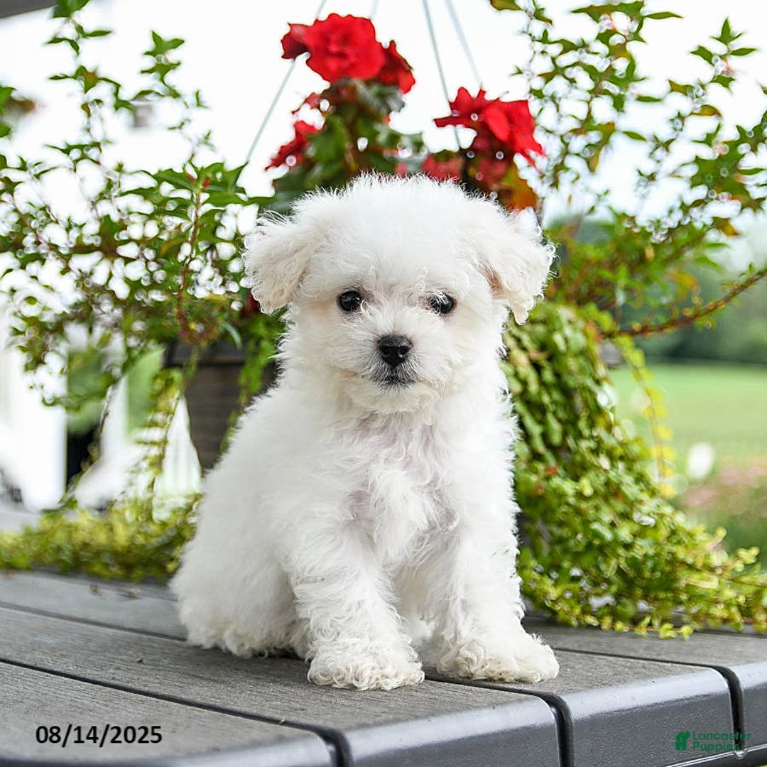Bichon Frise dogs for sale: Pepper - Image 1