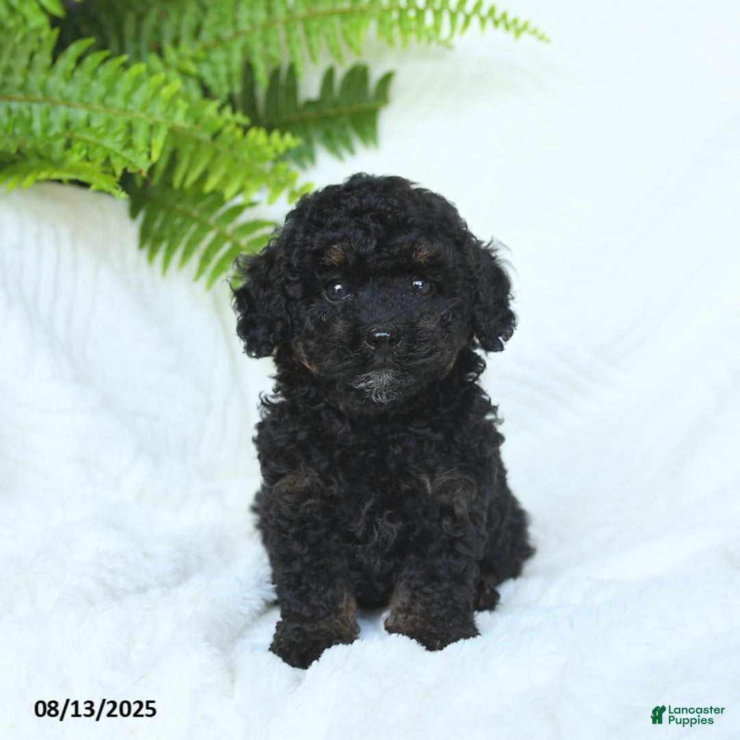 Miniature Poodle dogs for sale: Harmony - Image 2