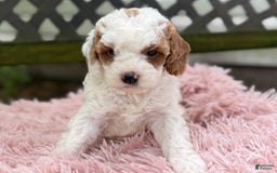Cavapoo dogs for sale: Bianca - Image 5