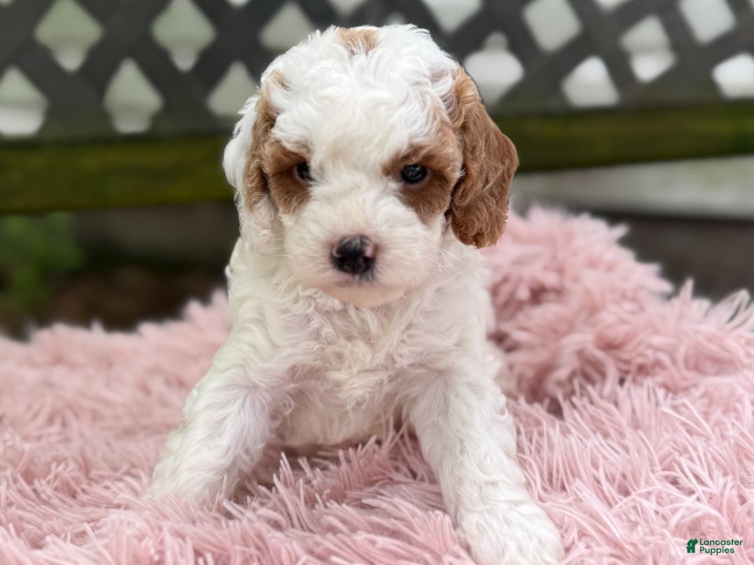 Cavapoo dogs for sale: Bianca - Image 5