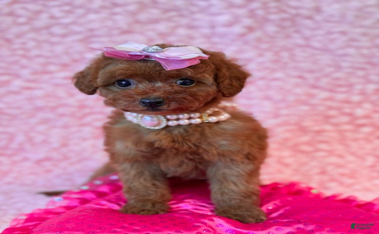 Toy Poodle dogs for sale - Ad 5